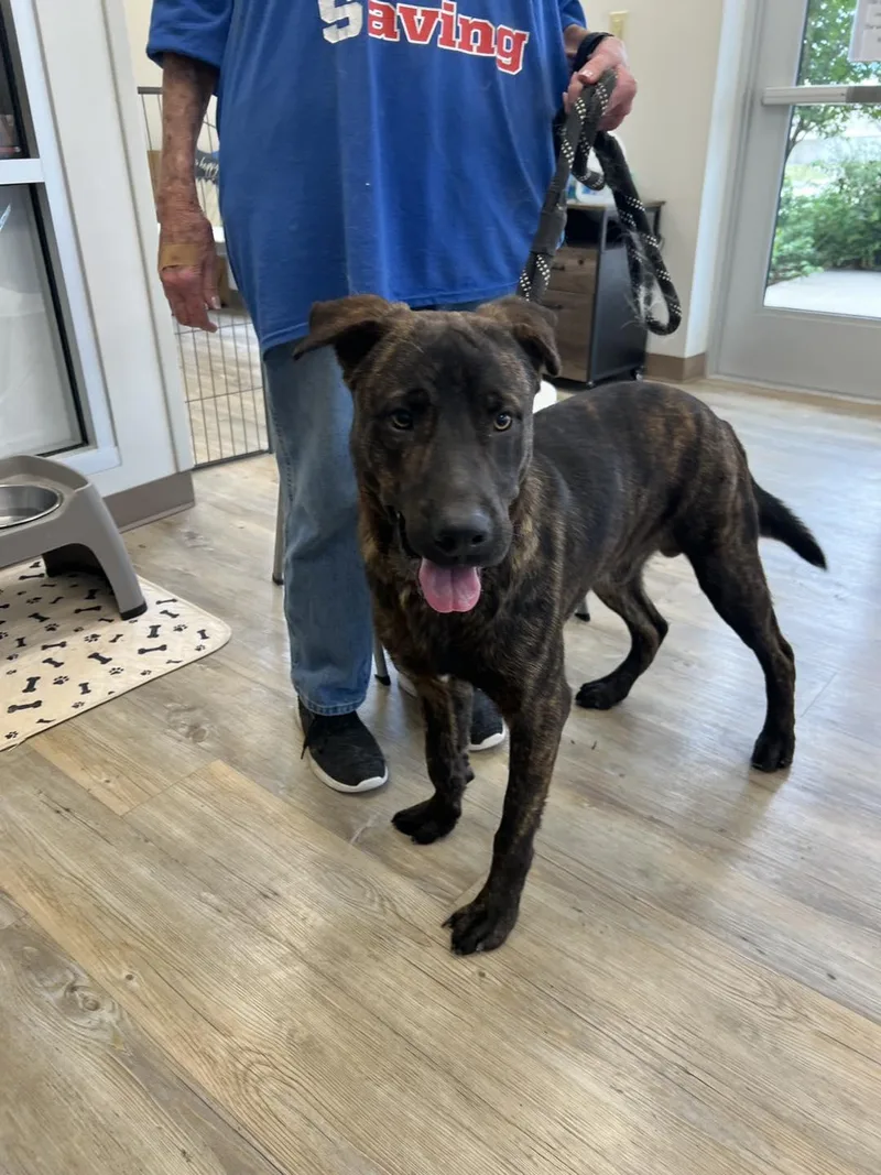 An adult large-sized male Plott Hound dog named Brownie for adoption in Benbrook, TX