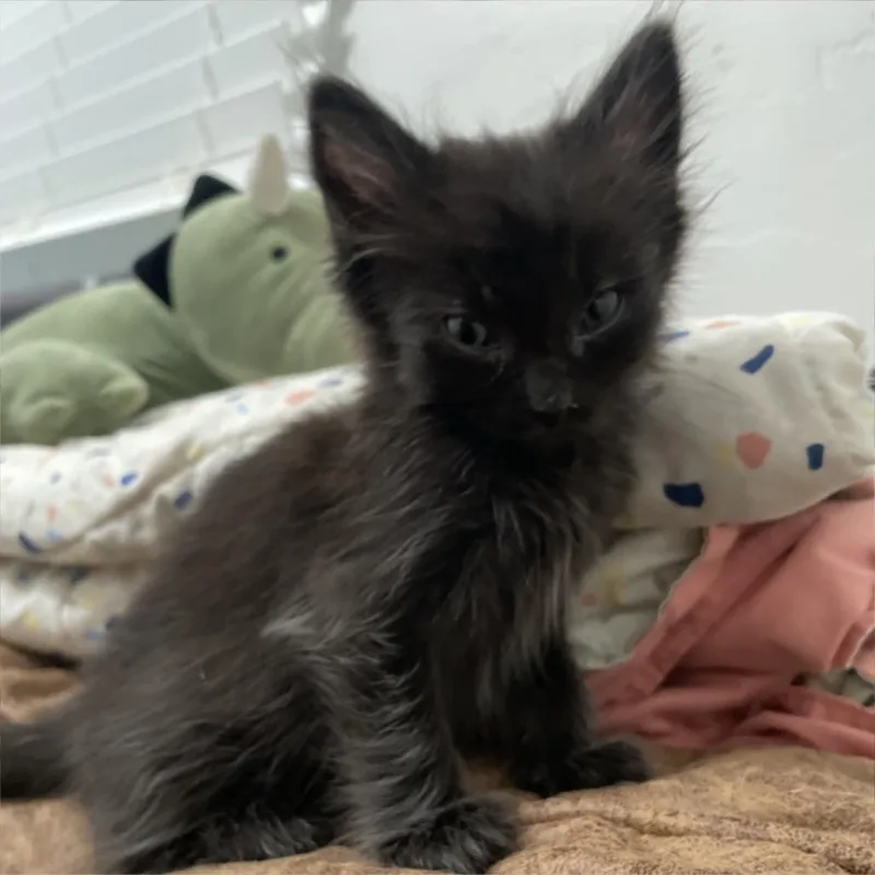 A baby small-sized male Black Domestic Short Hair cat named Toji for adoption in Kanab, UT
