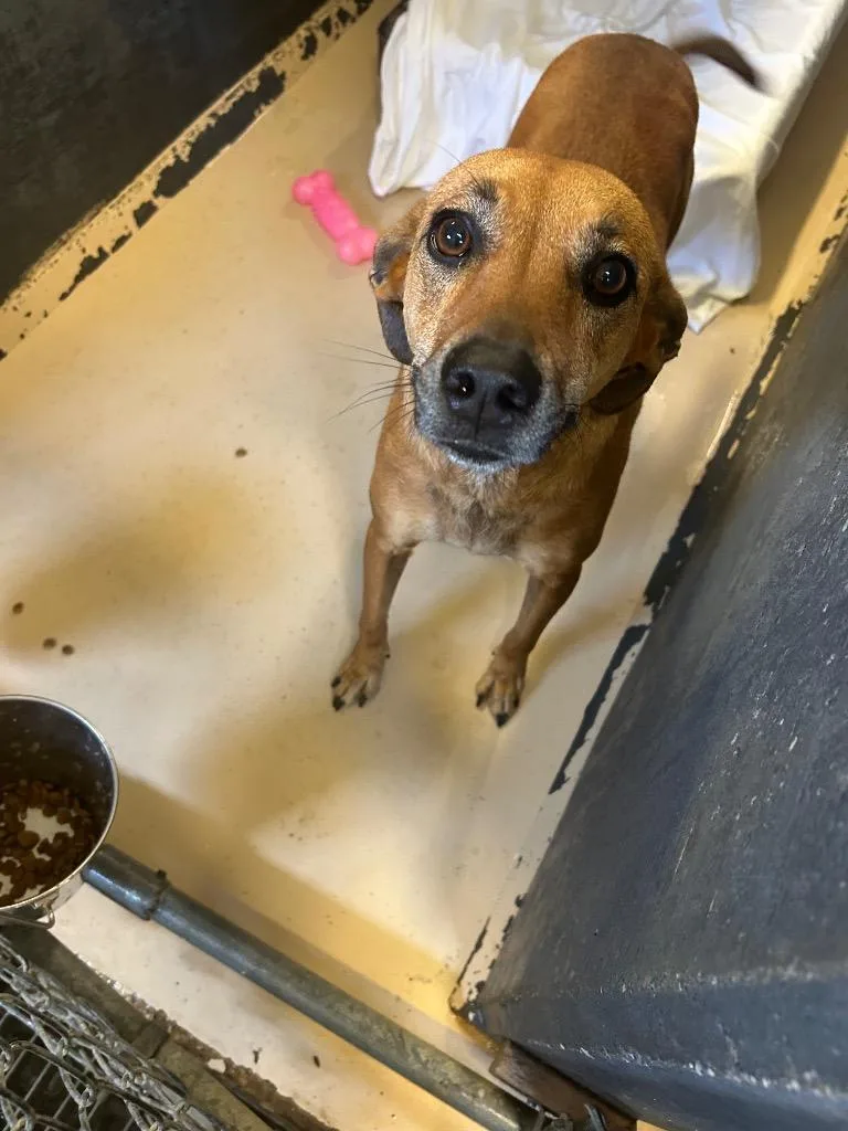 An adult medium-sized female Terrier dog named Fern for adoption in Mineral, VA