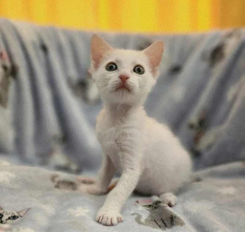 A baby medium-sized male Domestic Short Hair cat named Novel for adoption in Sunrise, FL