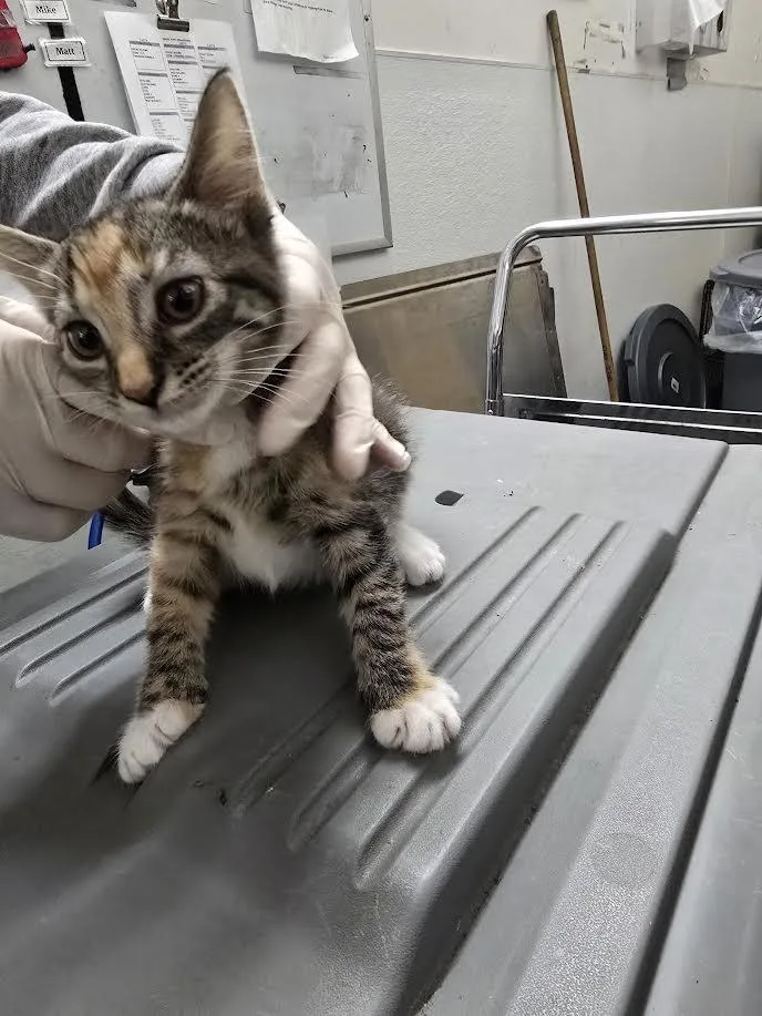 A baby small-sized female Domestic Short Hair cat named Molly for adoption in Los Angeles, CA