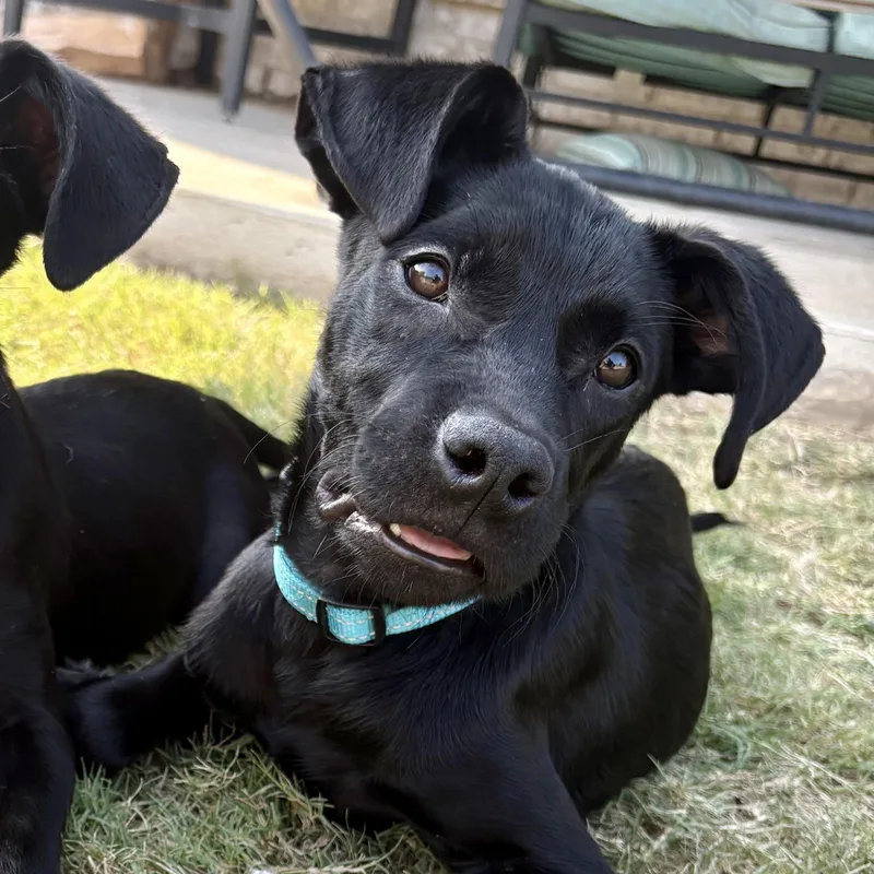 A baby medium-sized male Black Spaniel dog named Frasier for adoption in Chatham, NJ