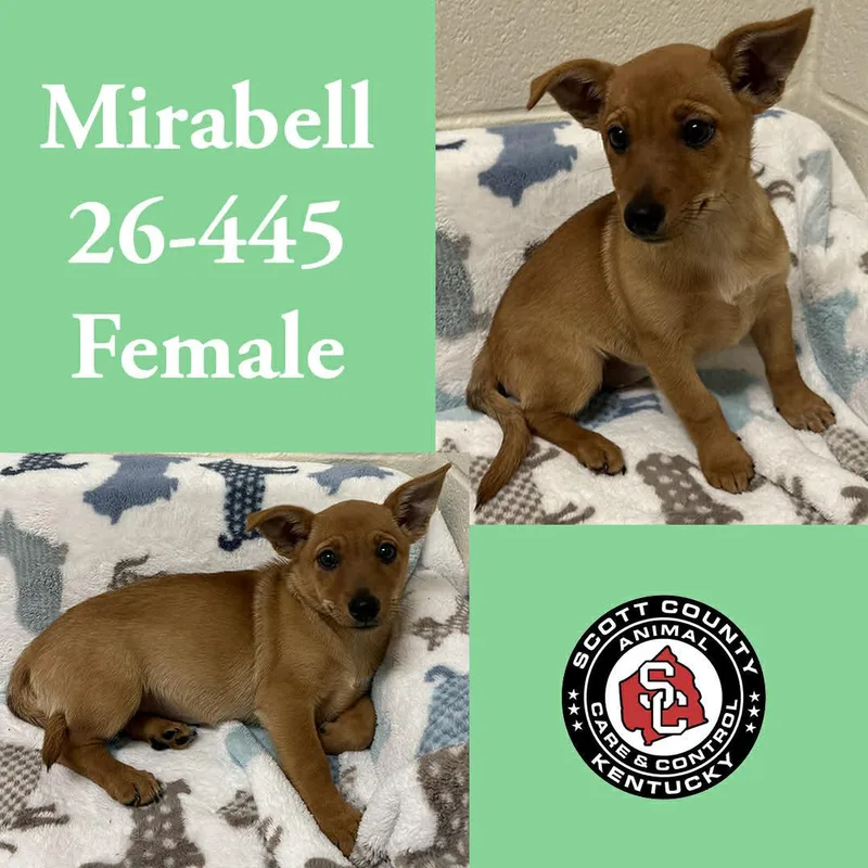 Mirabell