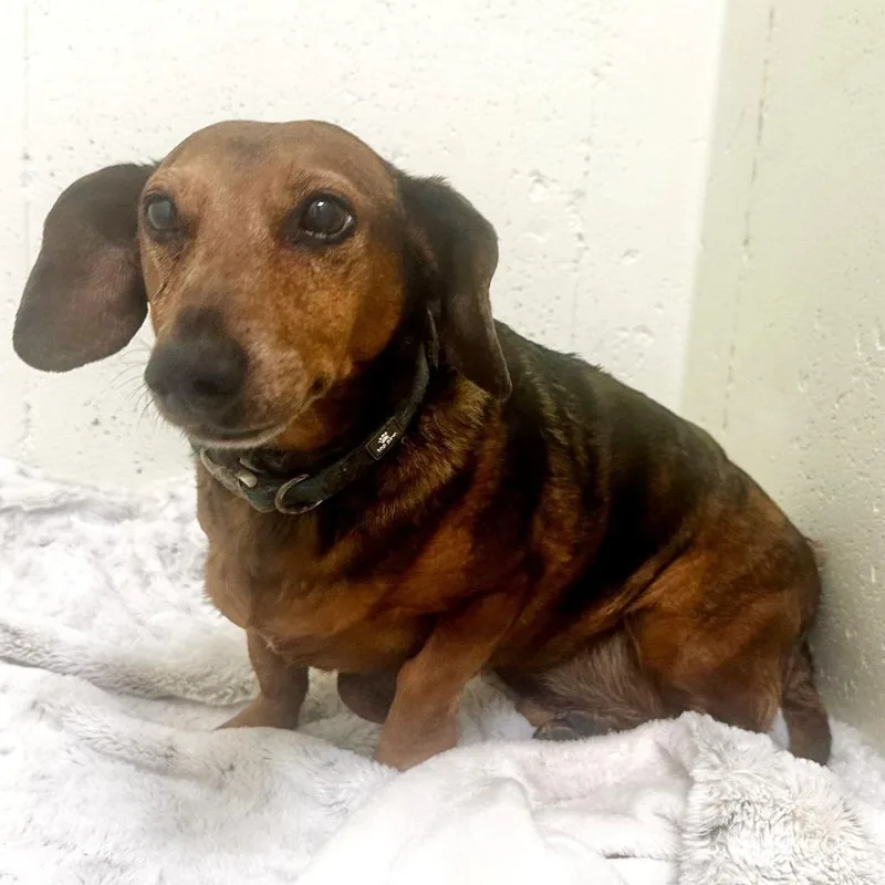A senior medium-sized male Brown / Chocolate Dachshund dog named Charlie for adoption in Warrensburg, MO