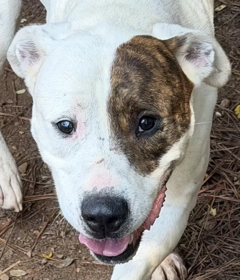 An adult large-sized male American Bulldog dog named Luther for adoption in Carrollton, GA