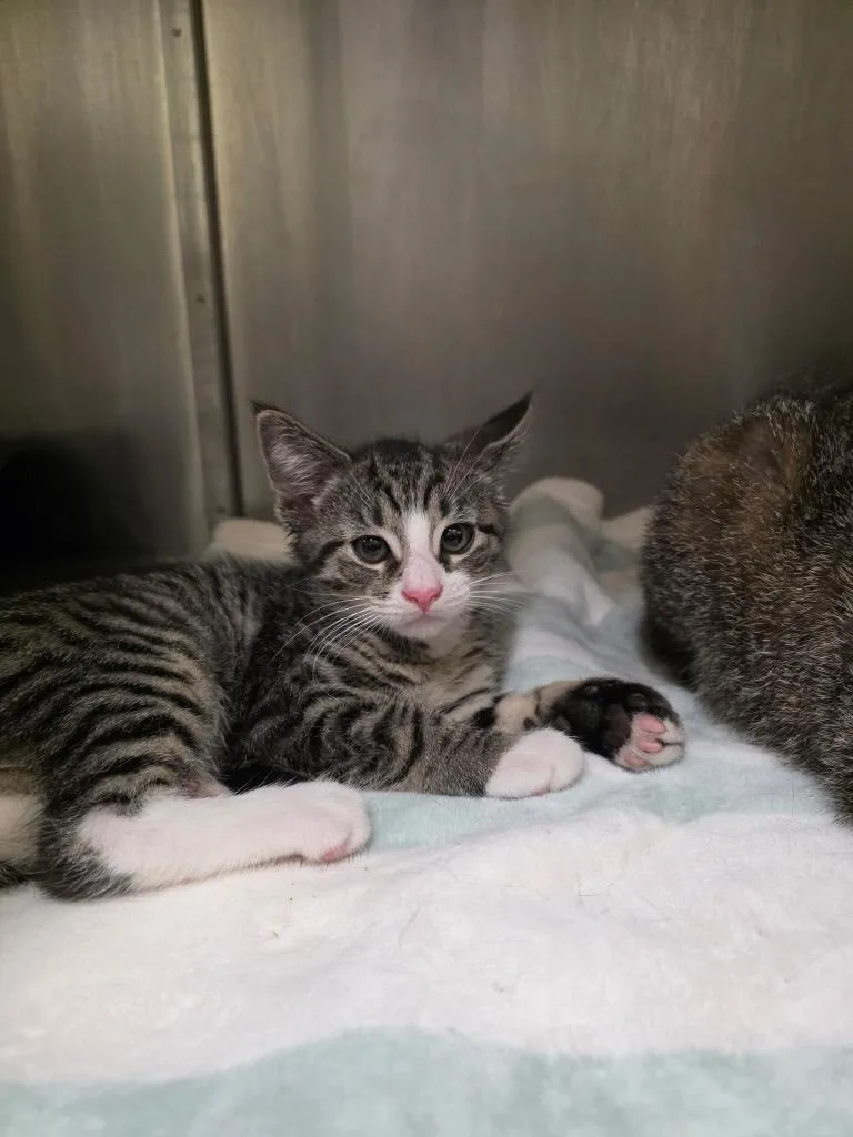 A baby medium-sized male Domestic Short Hair cat named Drew for adoption in Meriden, CT