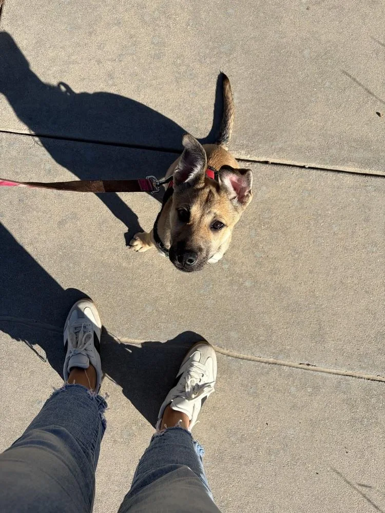 A baby medium-sized female Australian Shepherd dog named Lois for adoption in Thornton, CO