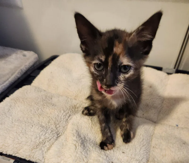 A baby small-sized female Tortoiseshell Domestic Short Hair cat named Peach for adoption in Raleigh, NC