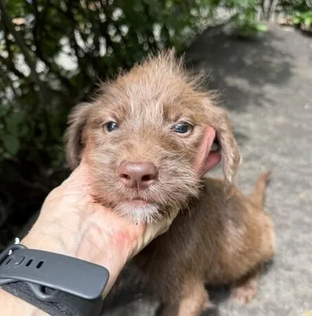 Baby Rocky