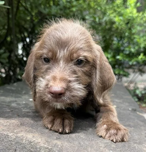 Baby Rocky thumbnail 2