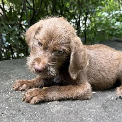Baby Rocky thumbnail 3