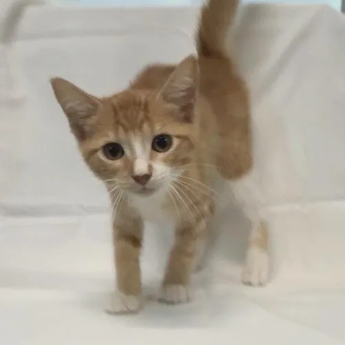 A baby small-sized female Orange / Red American Shorthair cat named Sketch for adoption in Freeport, FL