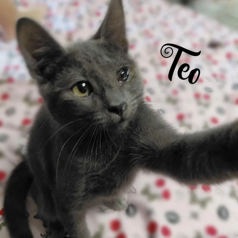 A baby small-sized male Gray / Blue / Silver Russian Blue cat named Teodoro for adoption in Liverpool, TX