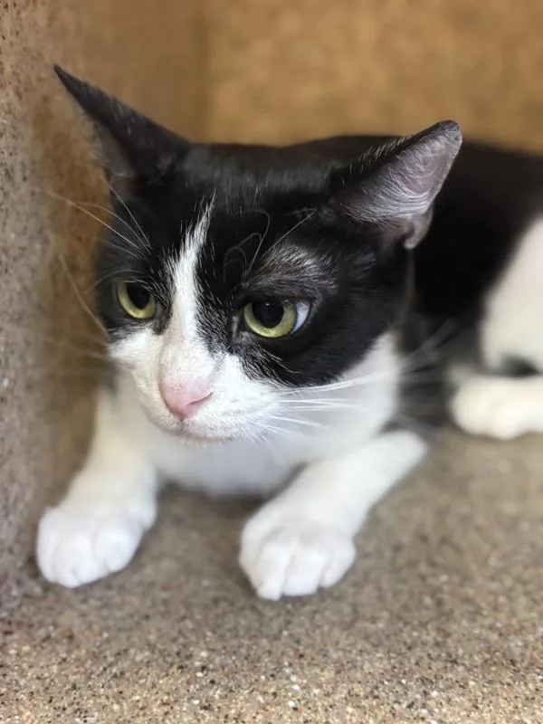 An adult small-sized female Domestic Short Hair cat named Baby Girl for adoption in Victorville, CA