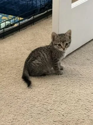 A Jakepetsmart North Charleston thumbnail 2