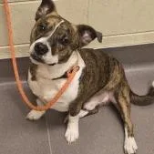 An adult medium-sized male Brindle Pit Bull Terrier dog named Spider for adoption in Norman, OK