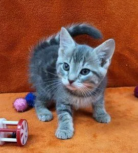 A young medium-sized female Domestic Short Hair cat named Elsa for adoption in Bucyrus, OH