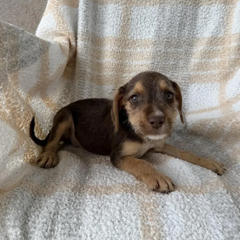 A baby small-sized female Brown / Chocolate Terrier dog named Scarlet Letter for adoption in Carencro, LA