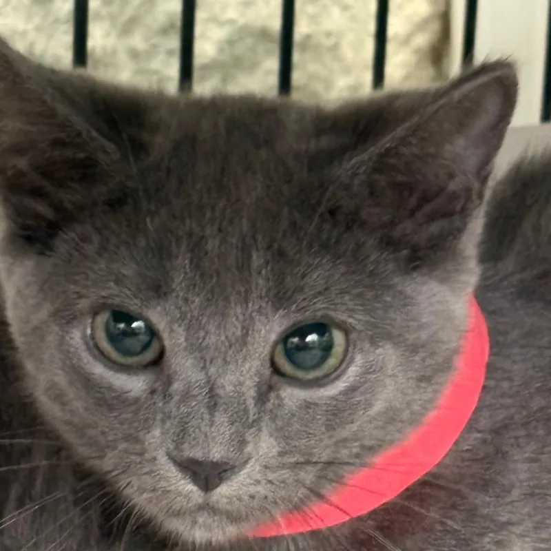 A baby small-sized female Gray / Blue / Silver Domestic Short Hair cat named Menace for adoption in Taos, NM
