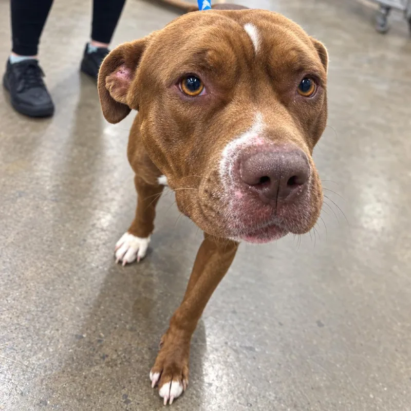 A young small-sized male Mixed Breed dog named Goofus for adoption in Corbin, KY