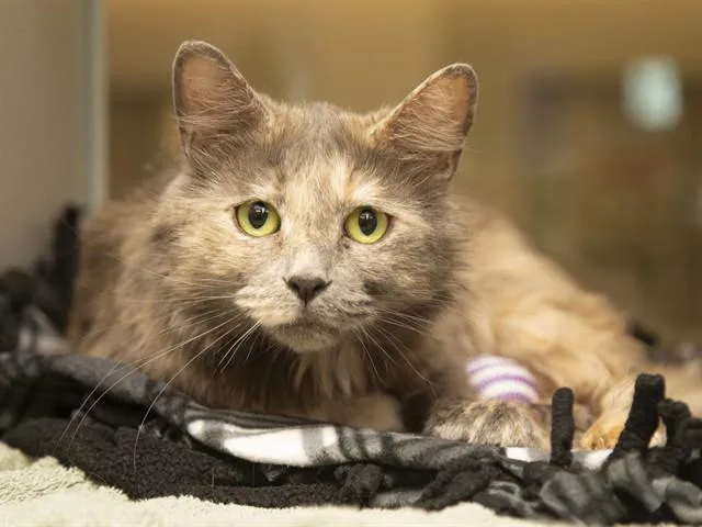 A young medium-sized female Domestic Short Hair cat named Artemis for adoption in Phoenix, AZ