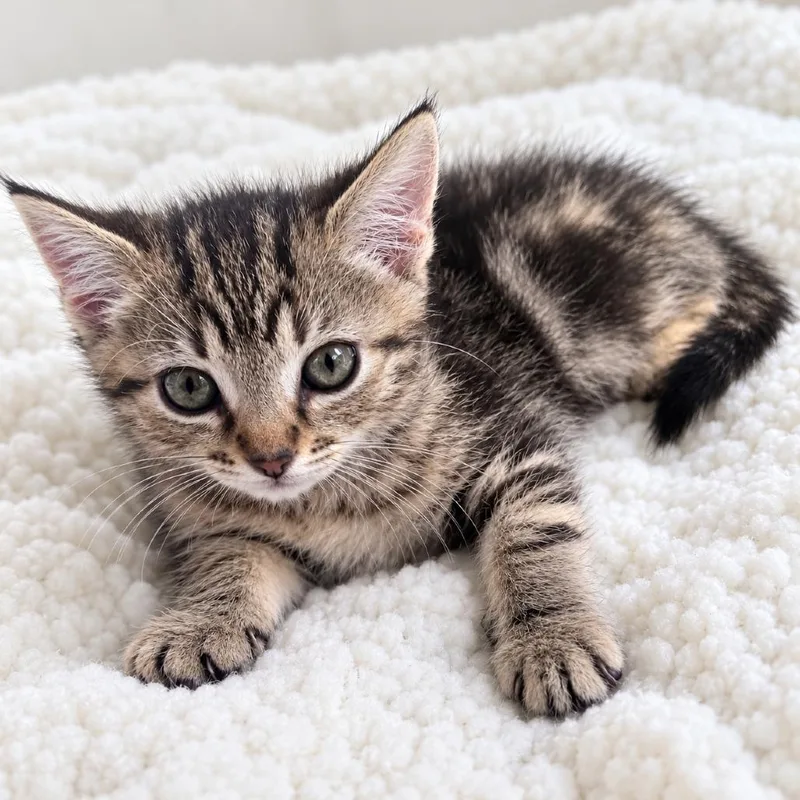 A baby small-sized male Brown / Chocolate Domestic Short Hair cat named Rocky for adoption in Long Beach, CA