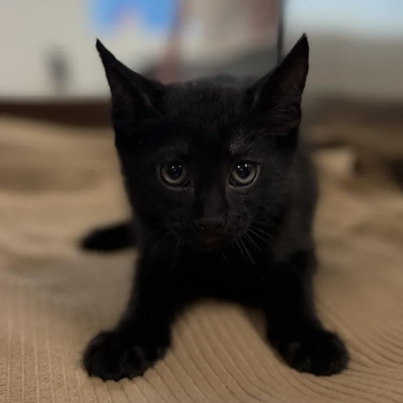 A baby small-sized male Black Domestic Short Hair cat named Nyx for adoption in Bullhead City, AZ
