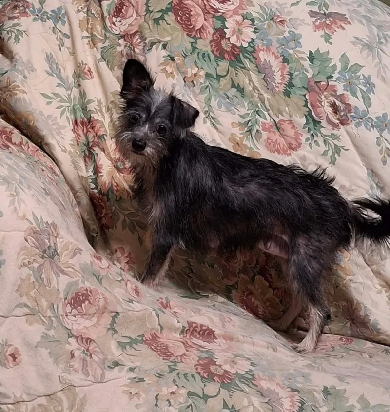 A young small-sized female Bicolor Cairn Terrier dog named Juliet for adoption in Wichita Falls, TX
