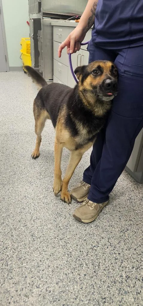 An adult large-sized male Terrier dog named Frank for adoption in Athens, TN