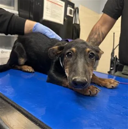 A baby small-sized male Dachshund dog named Barry for adoption in Phoenix, AZ