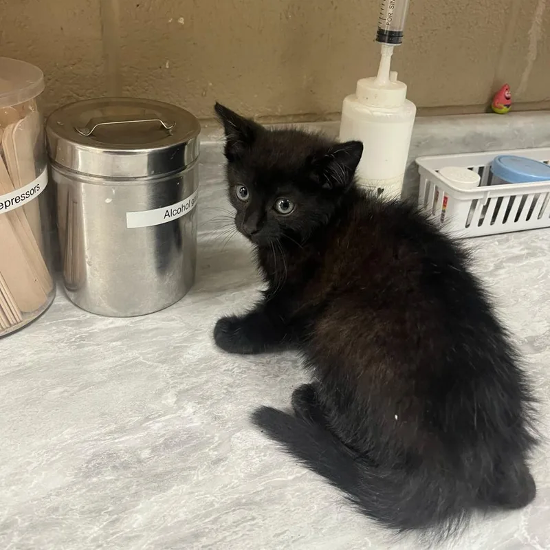 A baby small-sized male Black Domestic Short Hair cat named Alexie for adoption in Lewisburg, WV