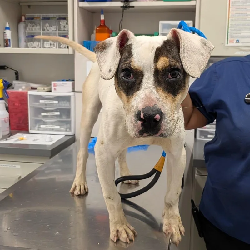 A young medium-sized male White / Cream Pit Bull Terrier dog named Chad for adoption in Matteson, IL
