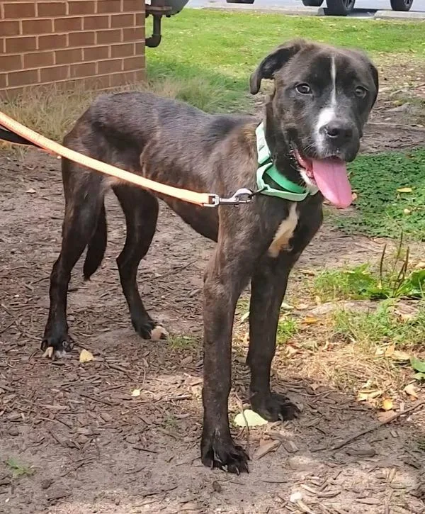A young medium-sized female Pit Bull Terrier dog named Athena for adoption in Millersville, MD