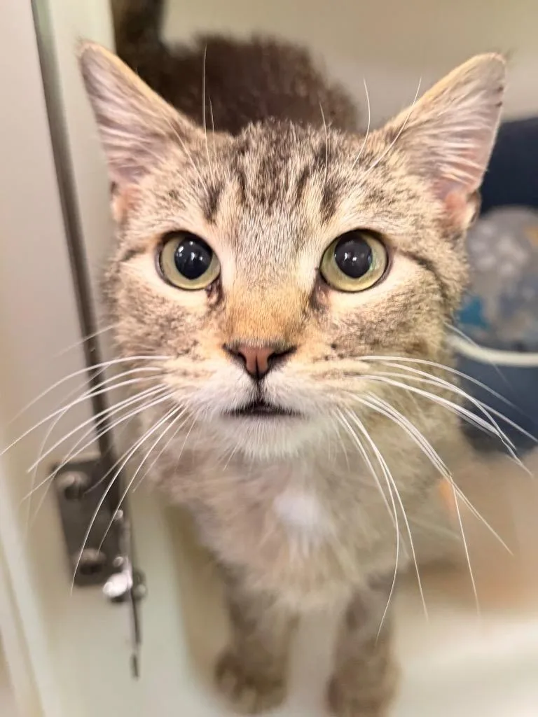 A baby medium-sized male Domestic Short Hair cat named Cardigan for adoption in Menomonie, WI