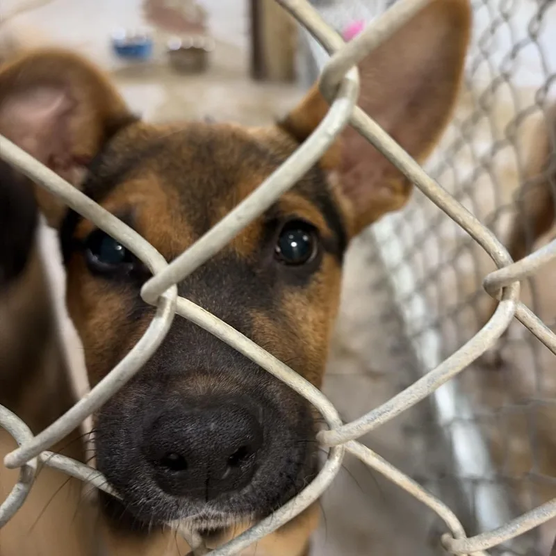 A baby small-sized male Black Shepherd dog named Jack for adoption in Palestine, TX