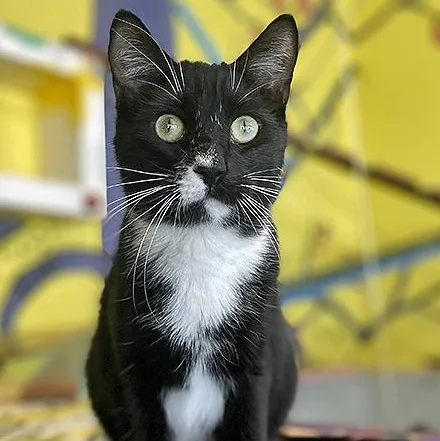 A young medium-sized male Black & White / Tuxedo Domestic Short Hair cat named Leo for adoption in Lodi, CA