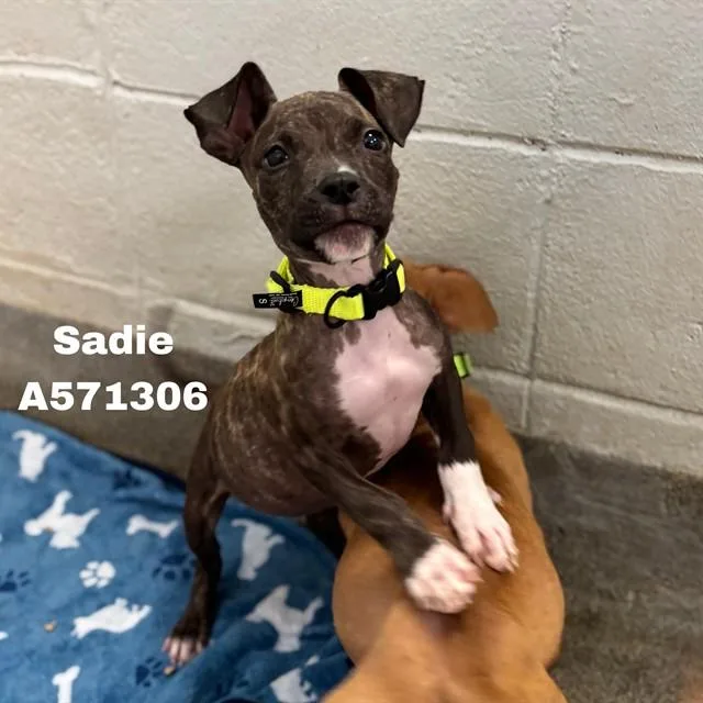 A baby medium-sized female Pit Bull Terrier dog named Sadie for adoption in Huntsville, AL