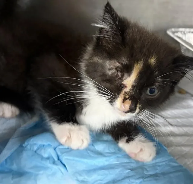 A baby medium-sized female Domestic Short Hair cat named Taylor for adoption in Chester, SC