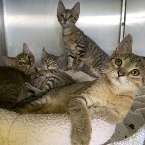 A baby small-sized male Brown / Chocolate Domestic Short Hair cat named Indigo for adoption in Dayton, OH