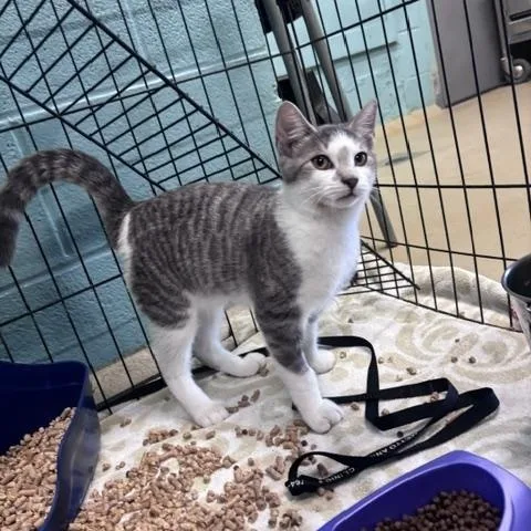 A young medium-sized male Gray & White Domestic Short Hair cat named Tom for adoption in Marion, NC