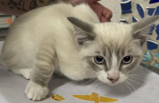 A baby small-sized male Domestic Short Hair cat named Armand for adoption in Pensacola, FL