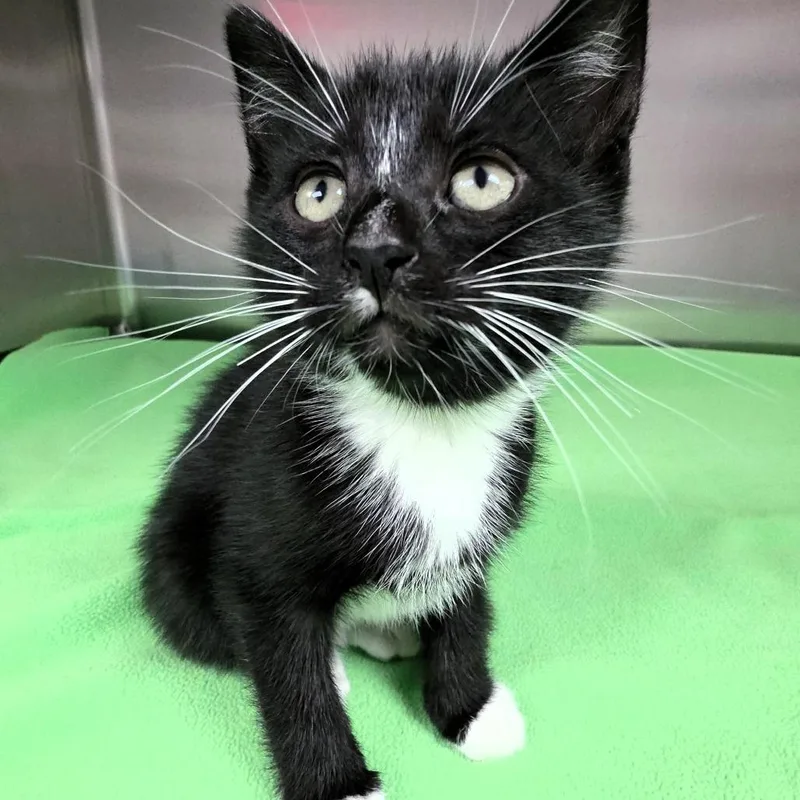 Sassette thumbnail 2