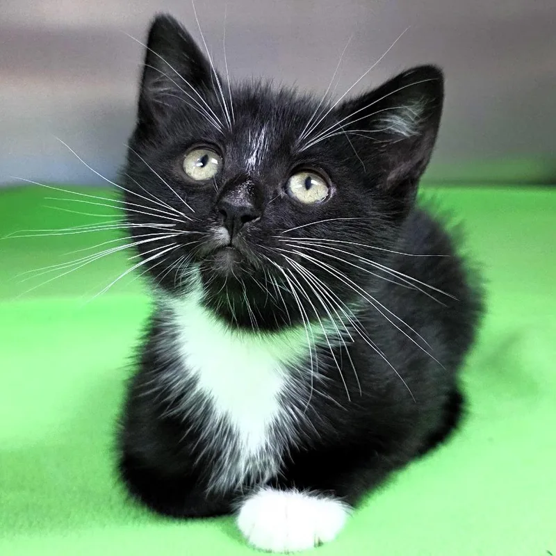 Sassette thumbnail 3