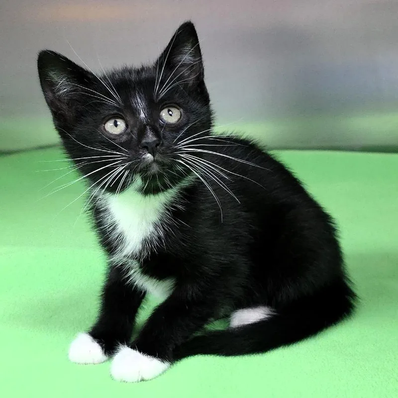 Sassette thumbnail 4