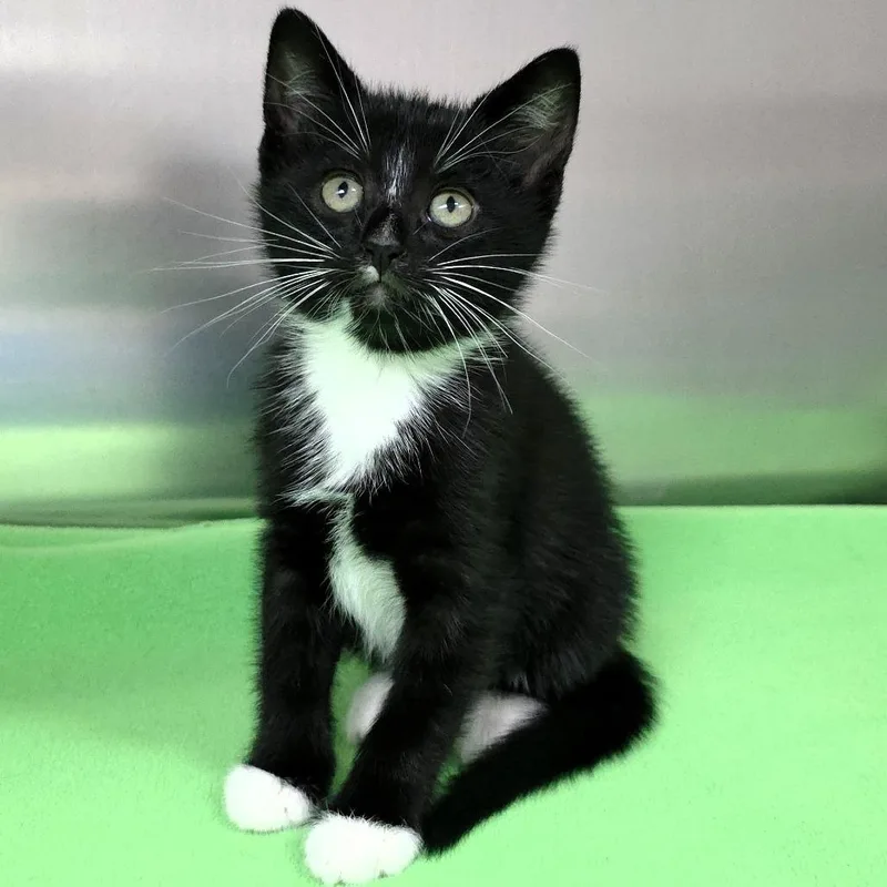 Sassette thumbnail 5