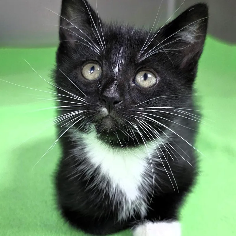 Sassette thumbnail 6