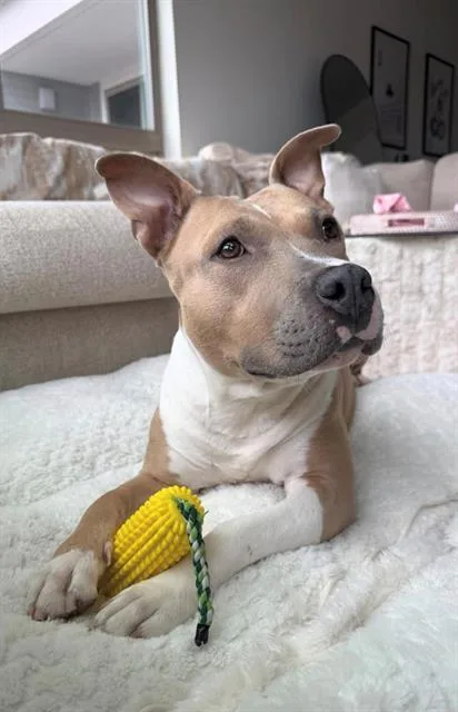 An adult medium-sized female Pit Bull Terrier dog named Jelly for adoption in Charlotte, NC