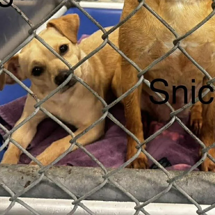 An adult small-sized female Brown / Chocolate Chihuahua dog named Sugar for adoption in Washington, DC