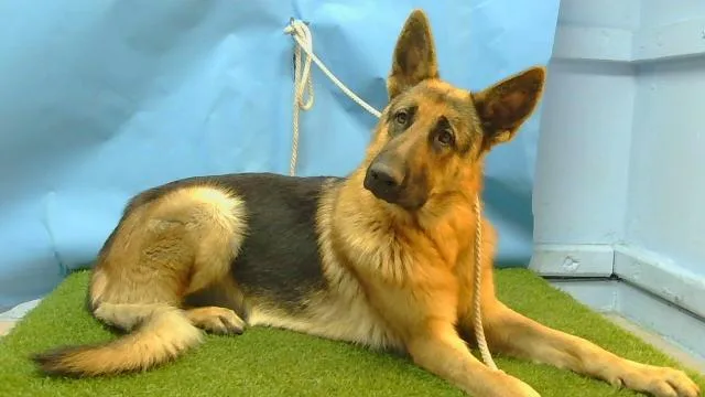 An adult large-sized male German Shepherd Dog dog named A for adoption in Gardena, CA