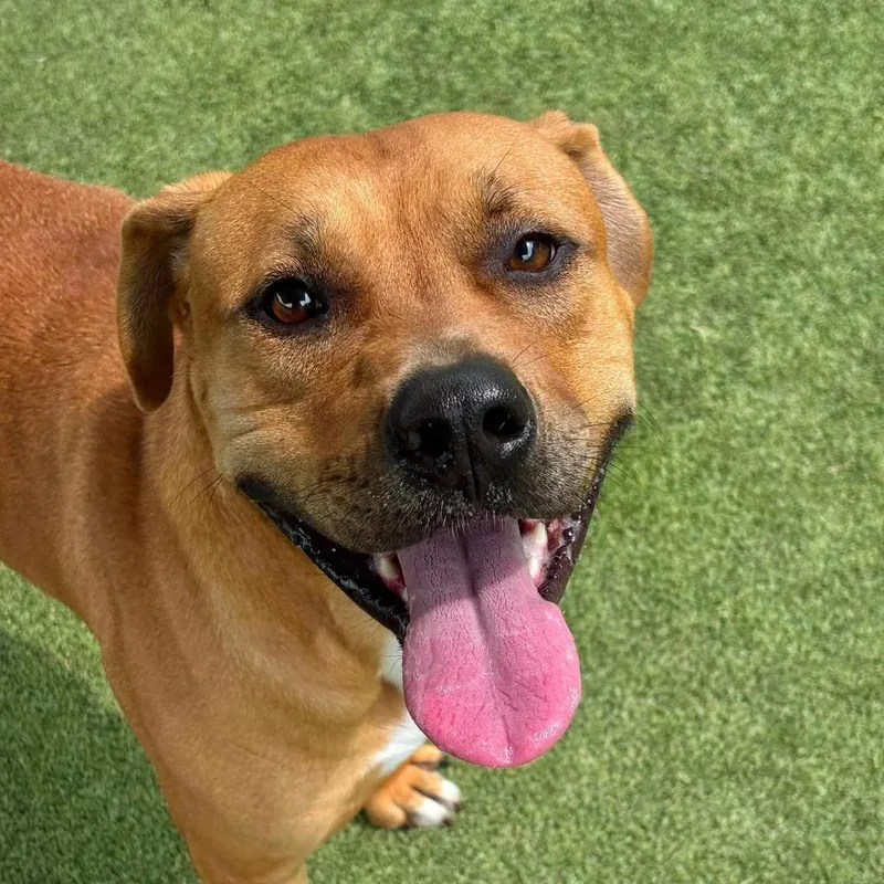 An adult large-sized male Golden Pit Bull Terrier dog named Good Boy for adoption in Godfrey, IL